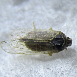 Trigonocranus emmeae
